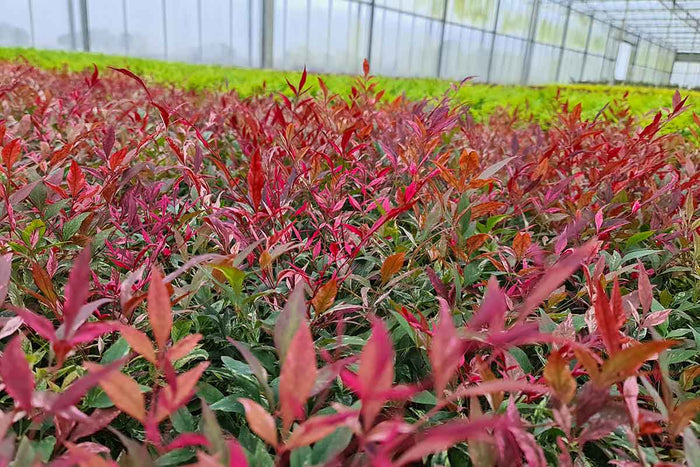 Nandina 'Red Light'® 17cm