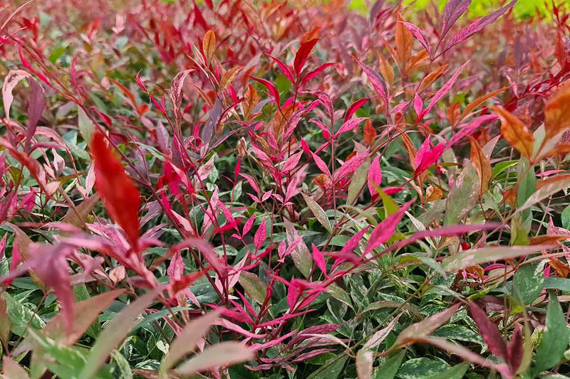 Nandina 'Red Light'® 17cm