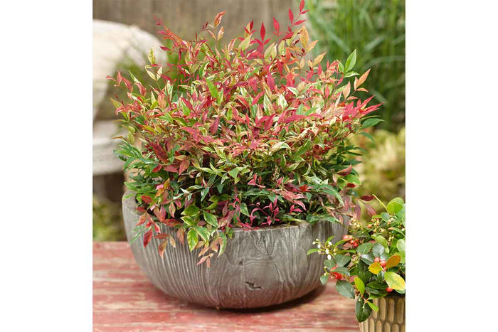 Nandina 'Red Light'® 17cm