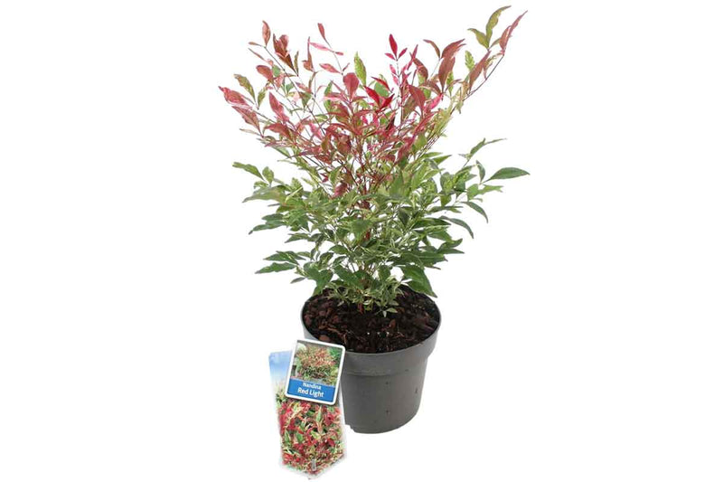 Nandina 'Red Light'® 17cm