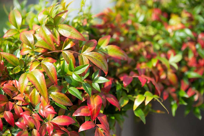 Nandina 'obsessed'® 13cm
