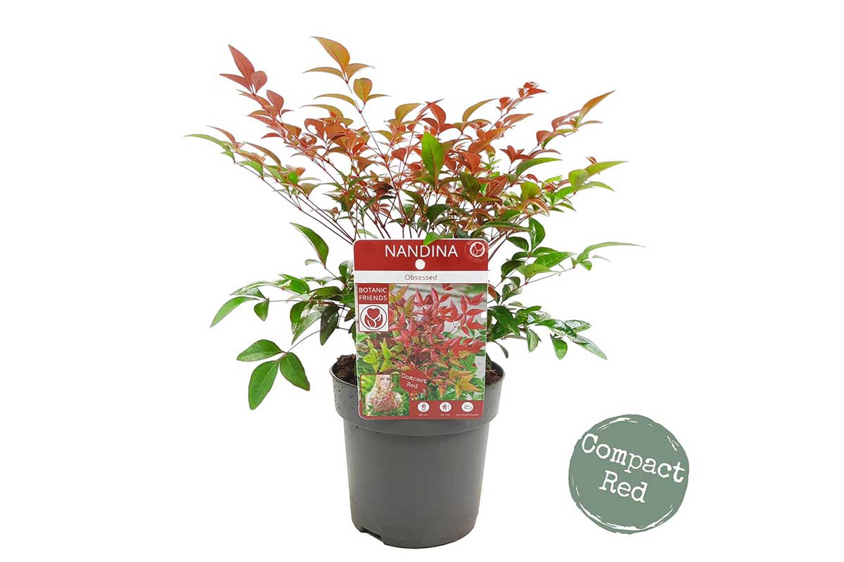 Nandina 'obsessed'® 13cm