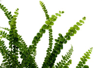 
                  
                    Nephrolepis 'duffii'
                  
                