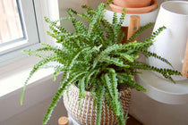 
                  
                    Nephrolepis 'duffii'
                  
                