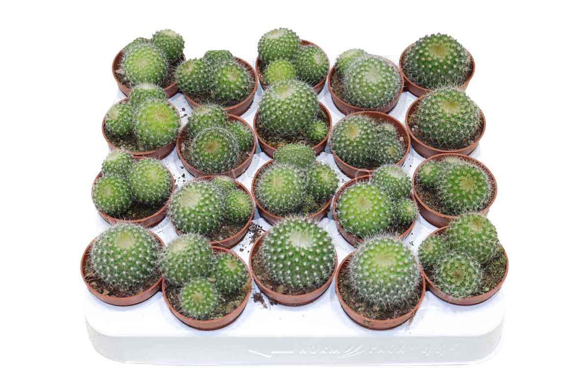 Notocactus haselbergii (group) 5.5cm