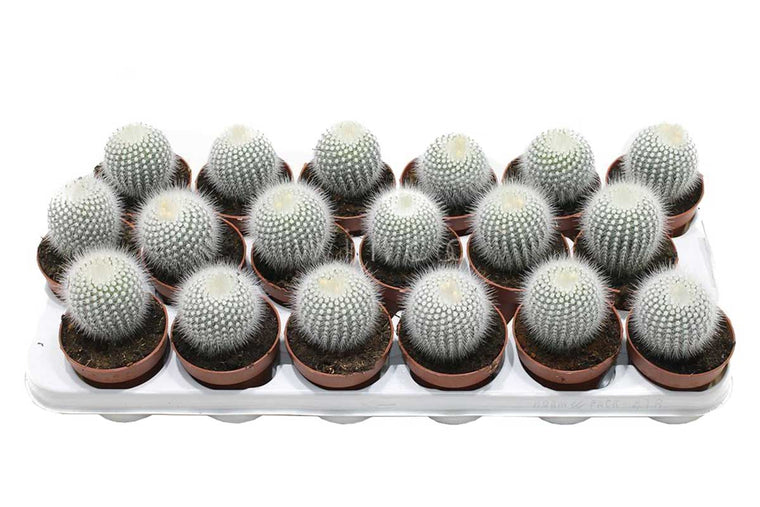 Notocactus scopa 8.5cm