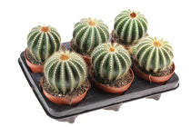 
                  
                    Notocactus magnificus
                  
                