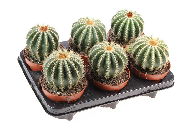 Notocactus magnificus 12cm