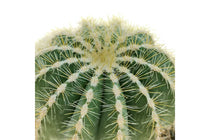 
                  
                    Notocactus magnificus
                  
                