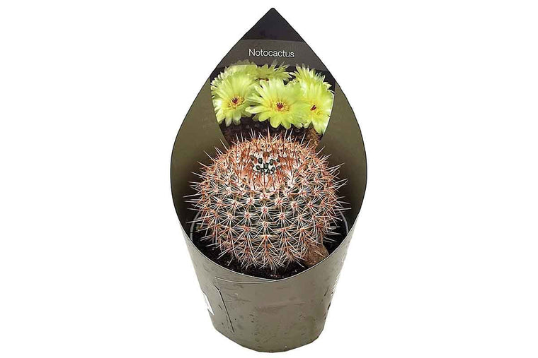 Notocactus schlosseri 10.5cm