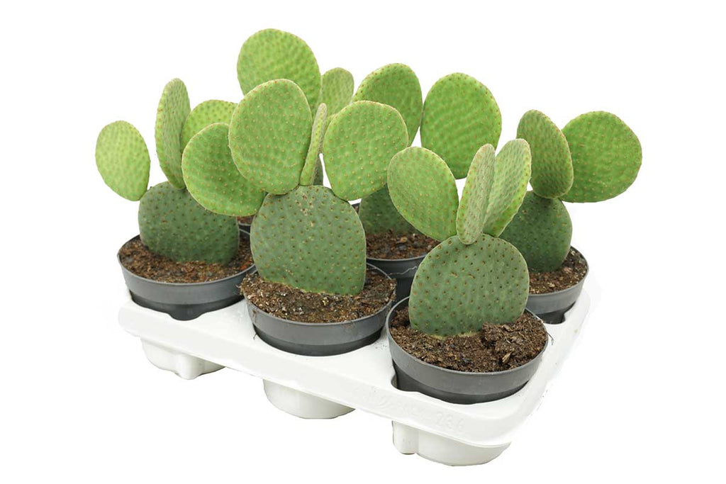 Opuntia inermis 13cm – Greenleaf Garden Center