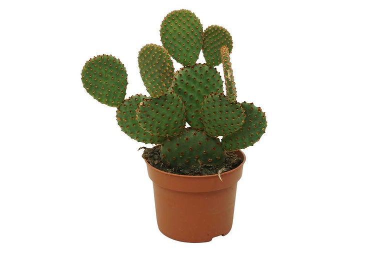 Opuntia 'rufida'