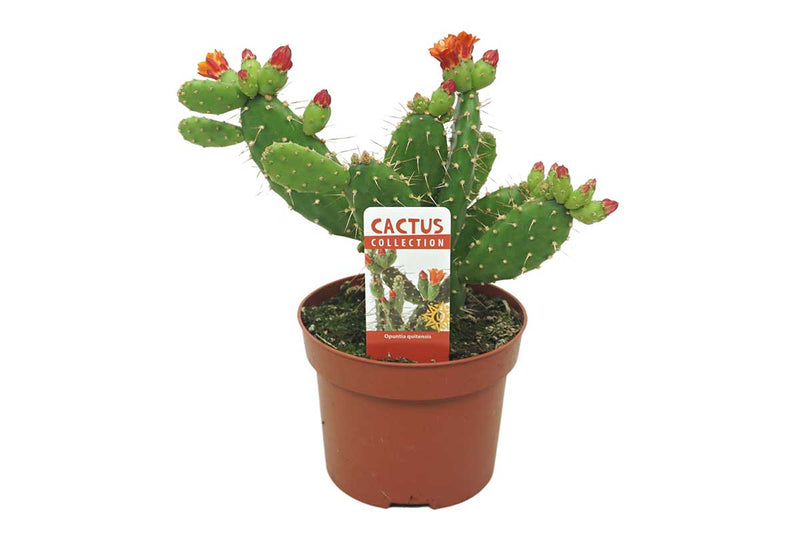 Opuntia quitensis 12cm