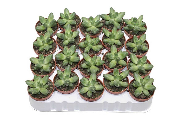 Osmocote Exact Mini (3-4M) 500gr – Greenleaf Garden Center