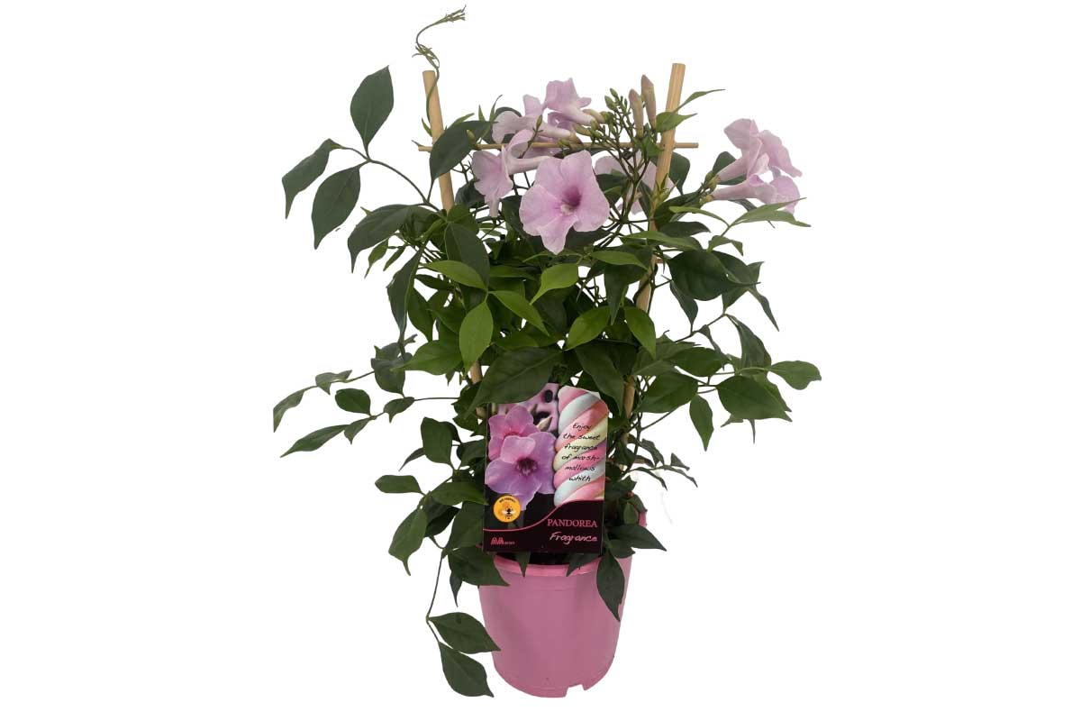 Pandorea jasminoides pink' 15cm
