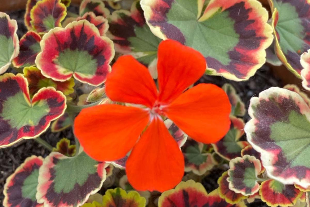 
                  
                    Pelargonium 'Contrast' 
                  
                