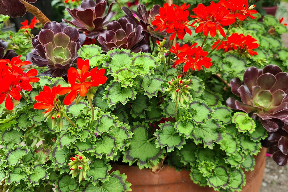 
                  
                    Pelargonium 'Distinction'
                  
                