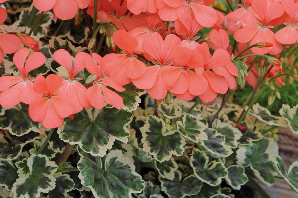 
                  
                    Pelargonium 'Frank Headley' 
                  
                
