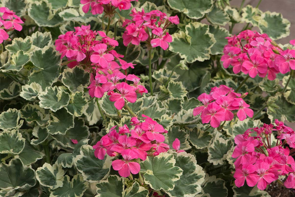 
                  
                    Pelargonium 'Madame Salleron'
                  
                