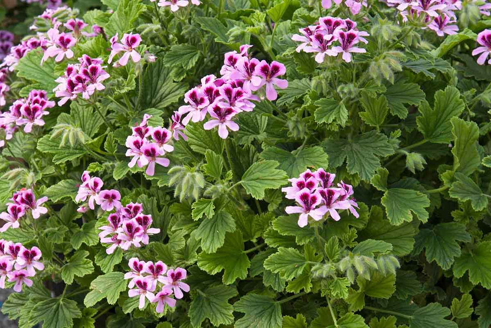 
                  
                    Pelargonium 'Orange Fizz'
                  
                