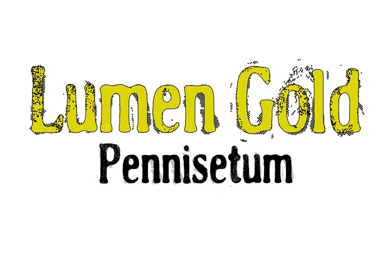 Pennisetum 'Lumen Gold'® 19cm