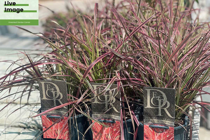 Pennisetum 'fireworks' 17cm