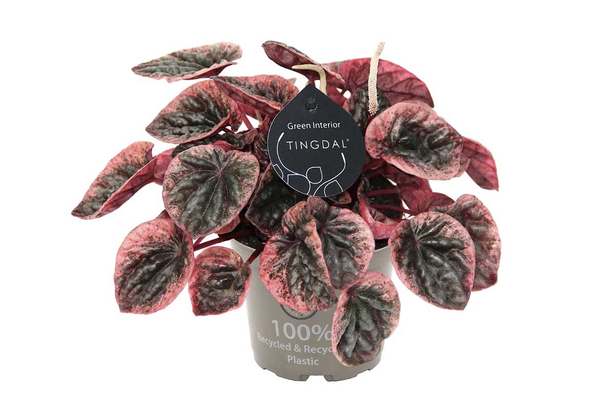 Peperomia  'Abricos' 12cm