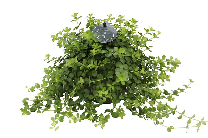 Peperomia  'Deppeana' 12cm
