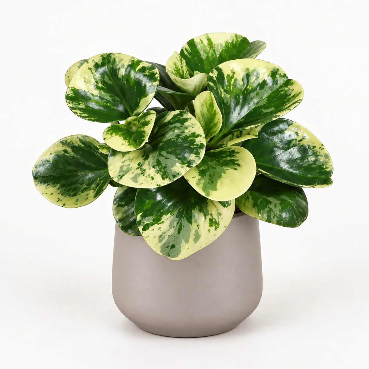 Peperomia ‘Green Gold’ 12cm + Amber taupe matt 13cm