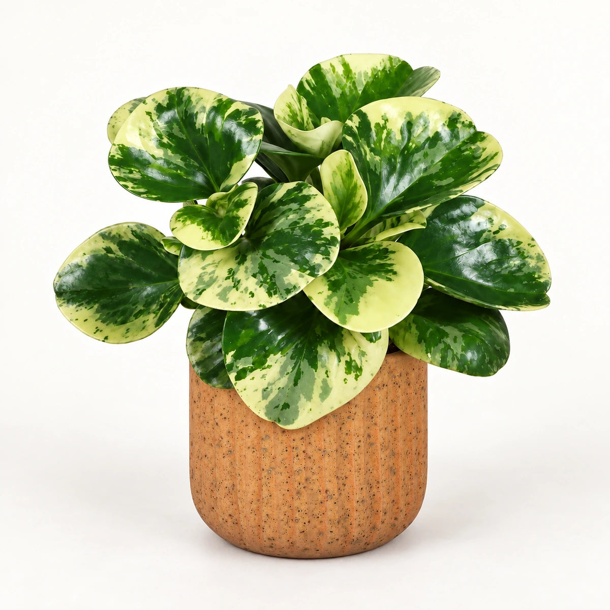 Peperomia 'Green Gold' 12cm + Dante l. brown 14cm