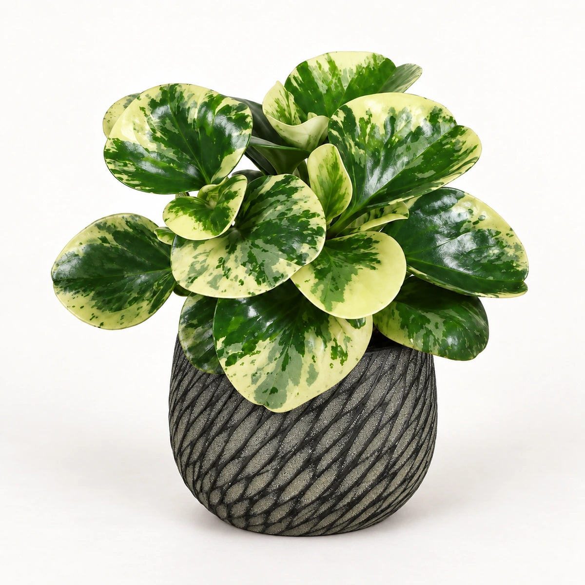 Peperomia ‘Green Gold’ 12cm + Elio anthracite 12,5cm