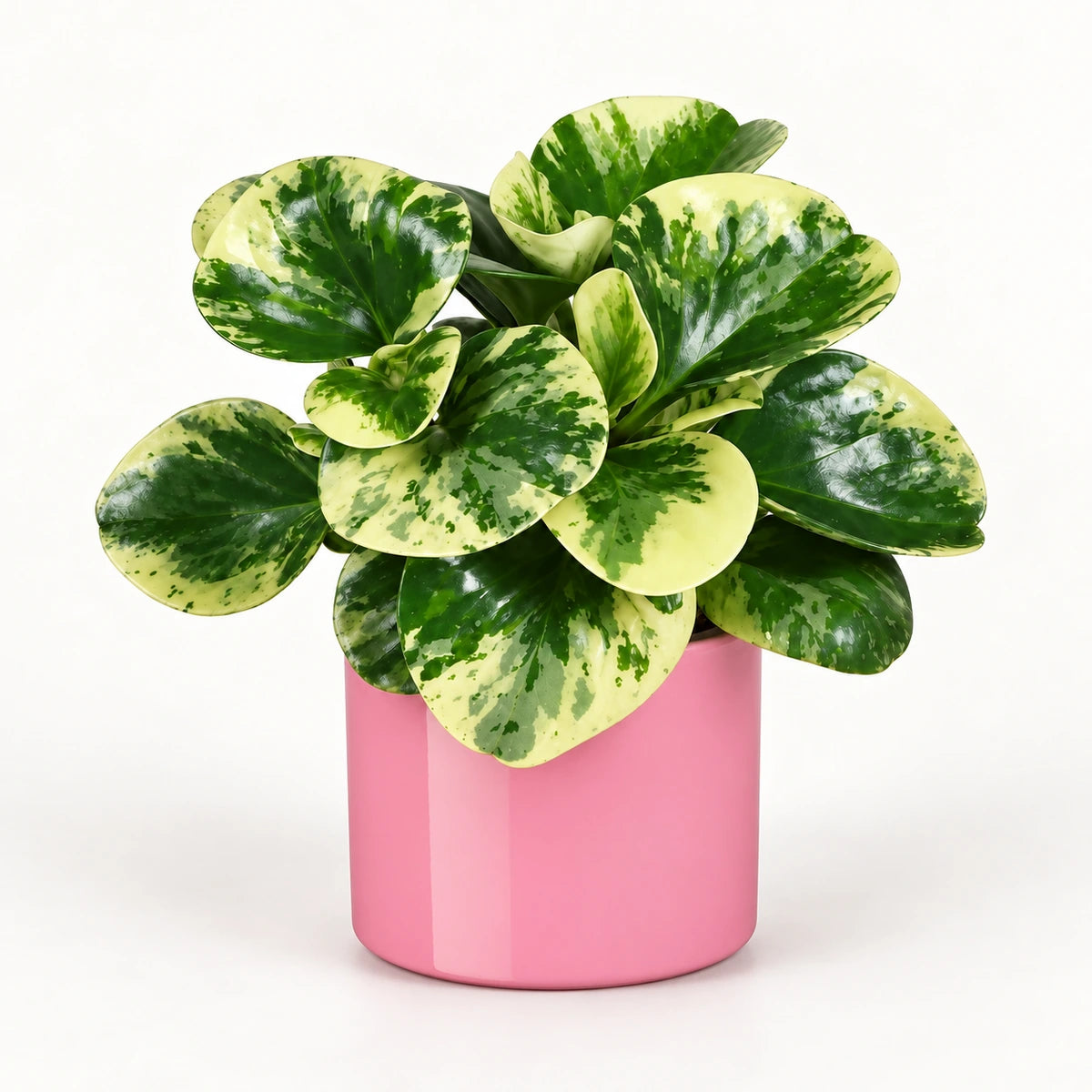 Peperomia 'Green Gold' 12cm + Era pink 12cm