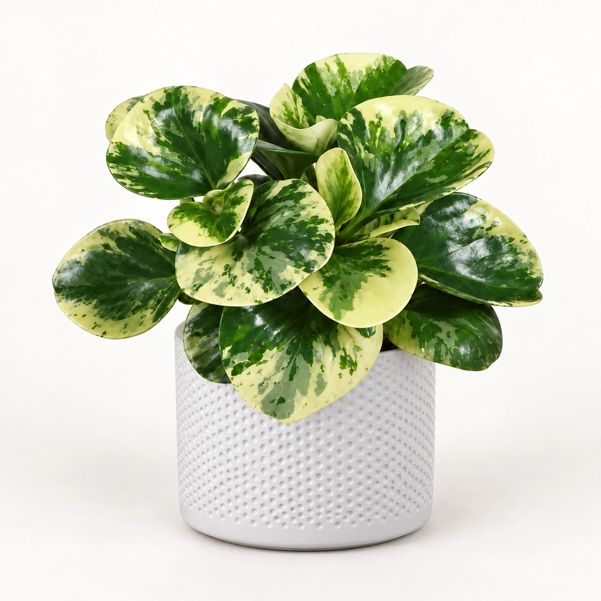 Peperomia ‘Green Gold’ 12cm + Era white relief 14cm