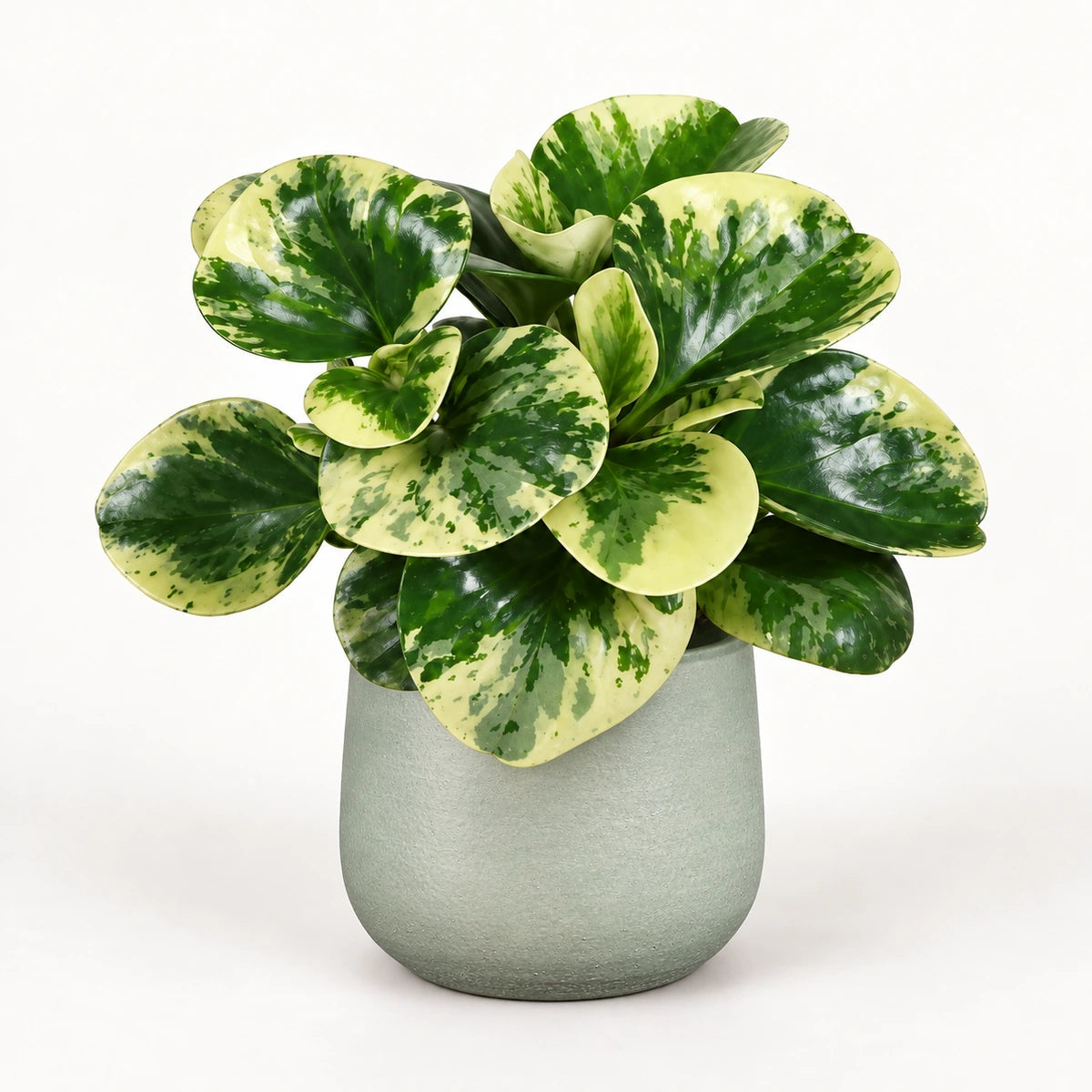 Peperomia ‘Green Gold’ 12cm + Sevilla grey 12,5cm