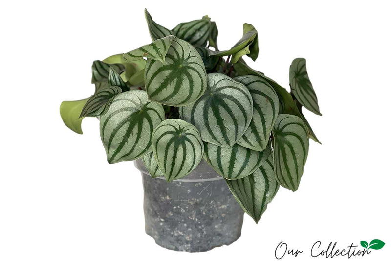 Peperomia argyreia 17cm