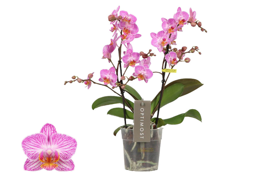 Phalaenopsis 'HoneyBee' 2-spike – Greenleaf Garden Center