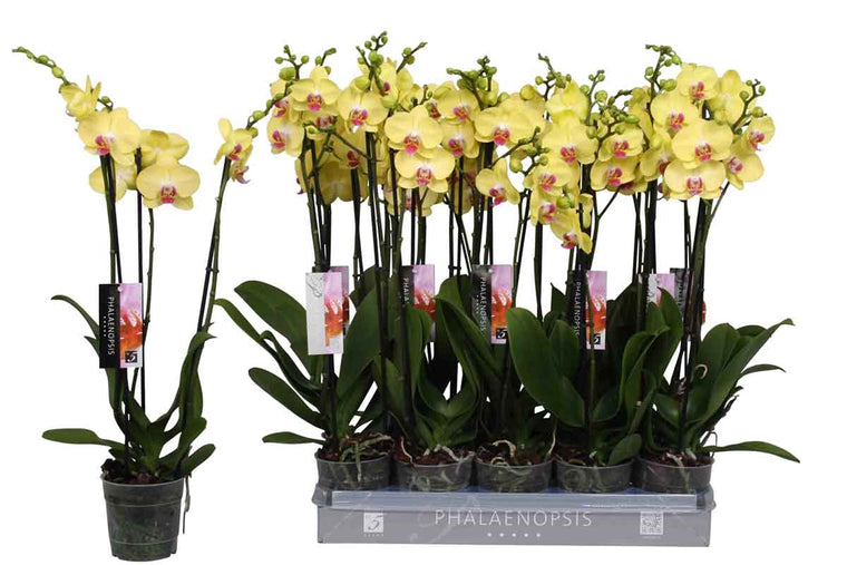Phalaenopsis limelight 3-spike