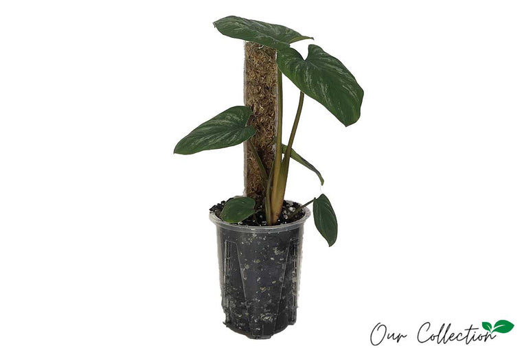 Philodendron mamei 12cm