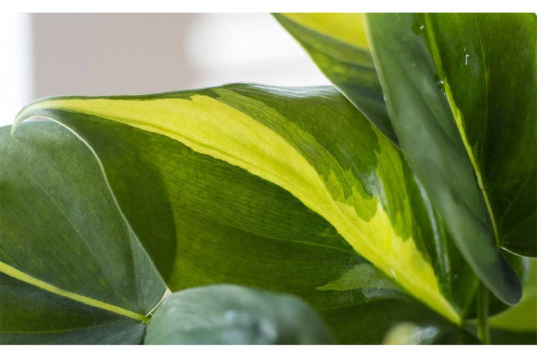 Philodendron 'brasil' - Φιλόδεντρο