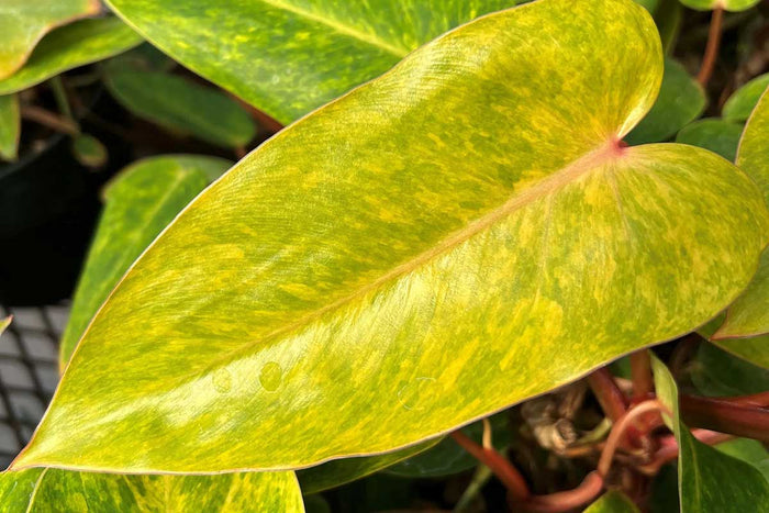 Philodendron 'Calkin Gold' 