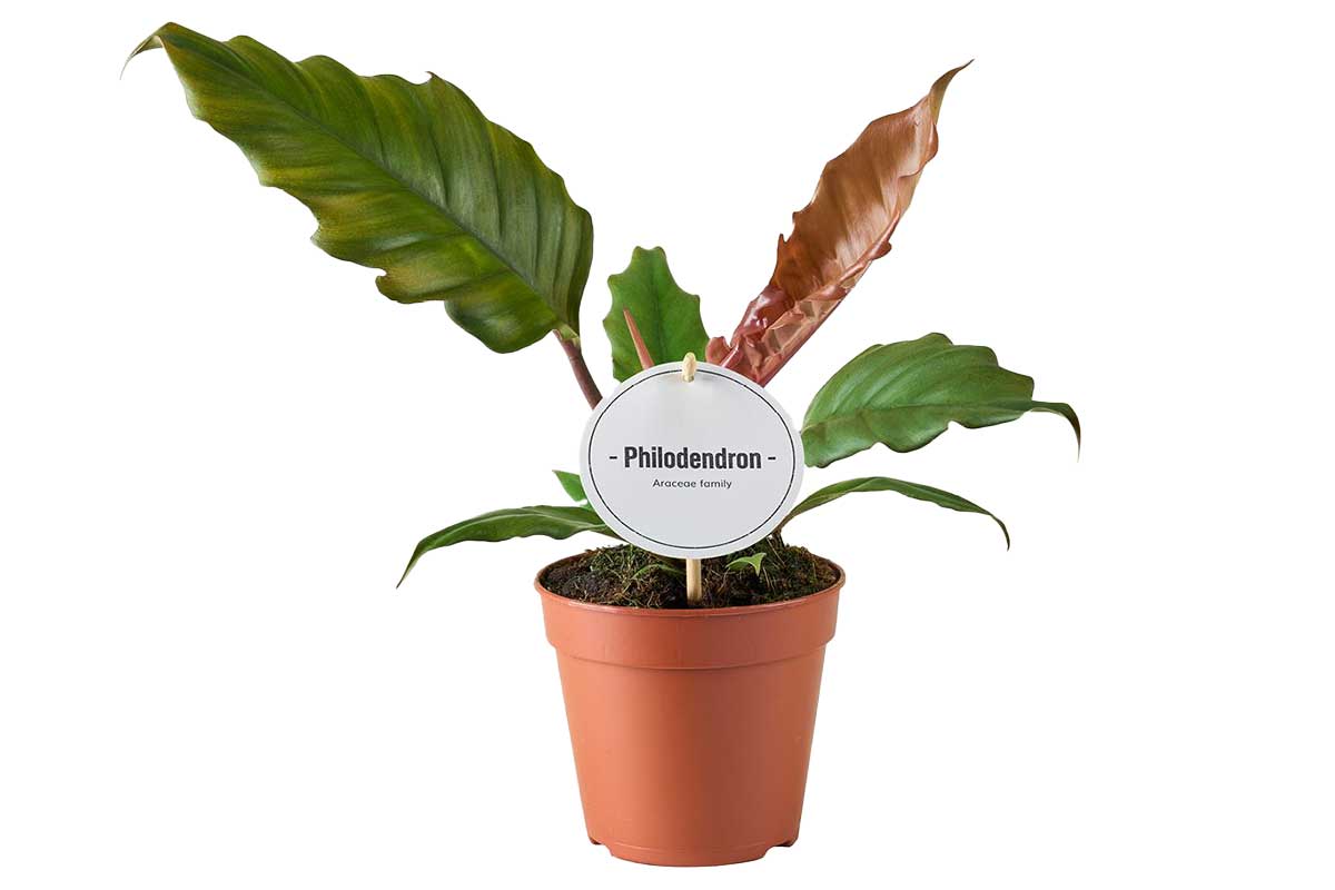 Philodendron 'Choco Empress' 