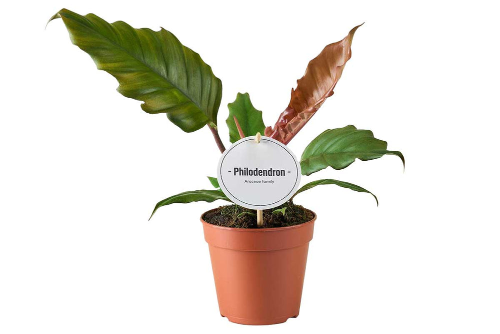 
                  
                    Philodendron 'Choco Empress' 
                  
                