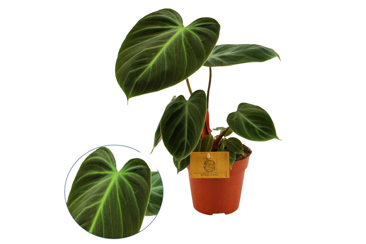 Philodendron 'Choco Red' 12cm