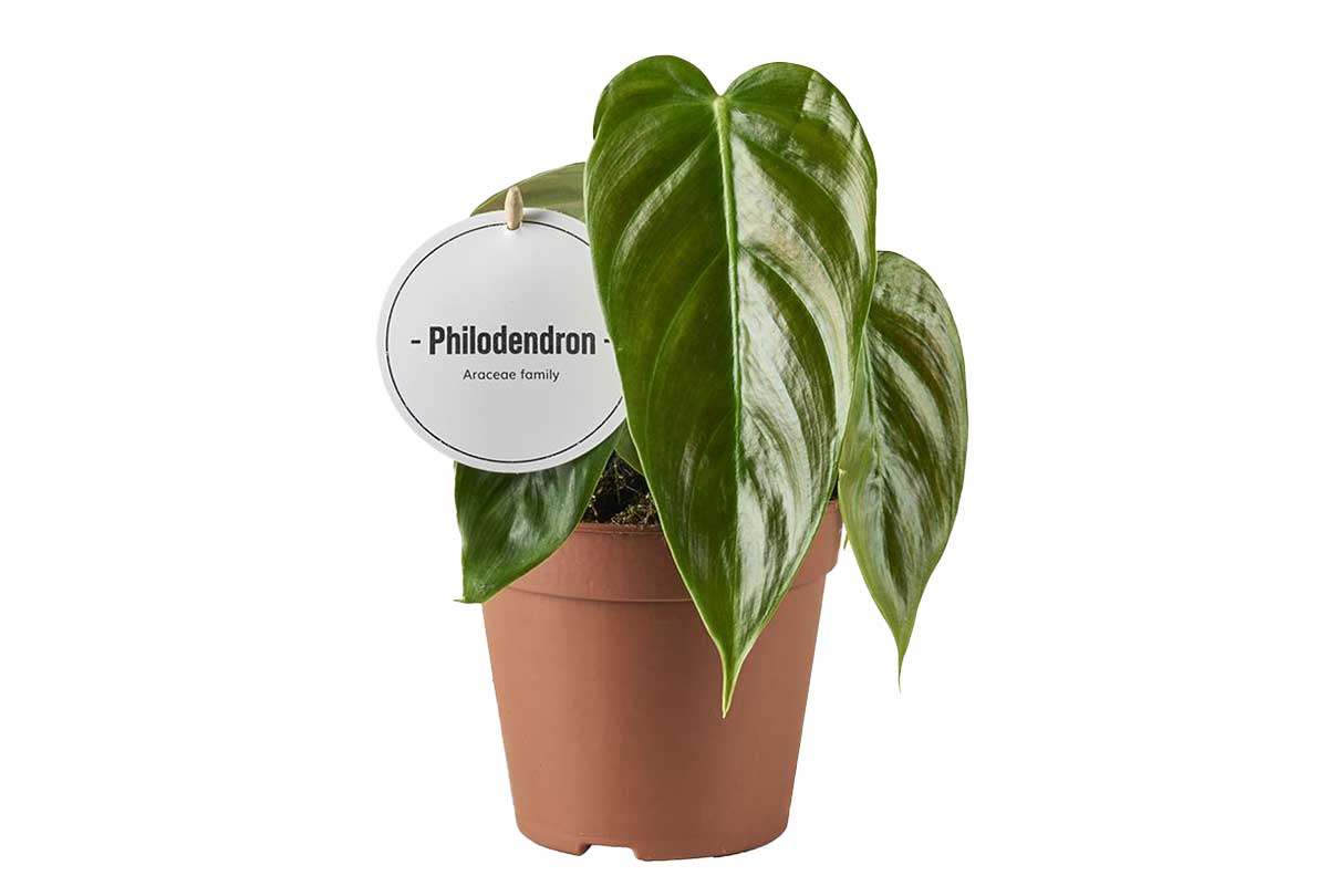 Philodendron esmeraldense