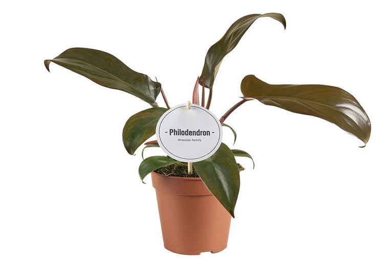 Philodendron 'Florida Bronze' 12cm