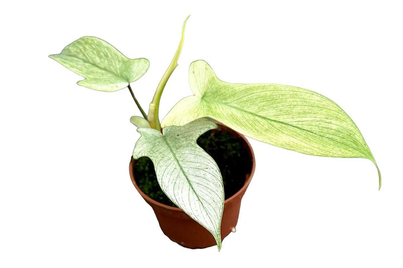 Philodendron 'Florida Ghost' 10.5cm