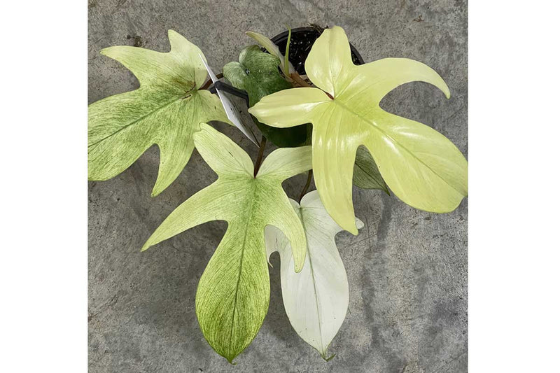 Philodendron 'Florida Ghost' 10.5cm