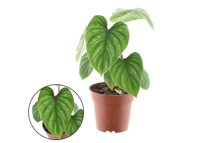Philodendron mamei 12cm