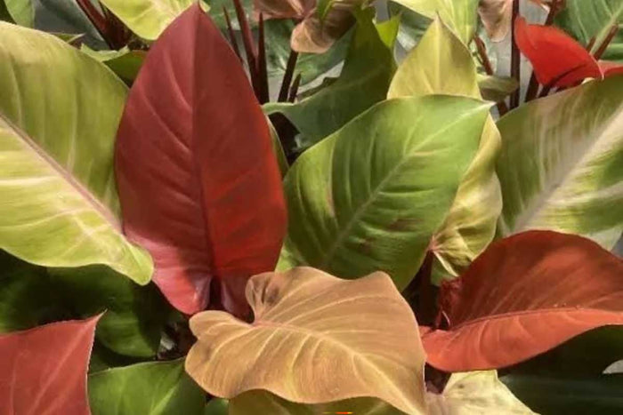 Philodendron 'McColley's Finale'