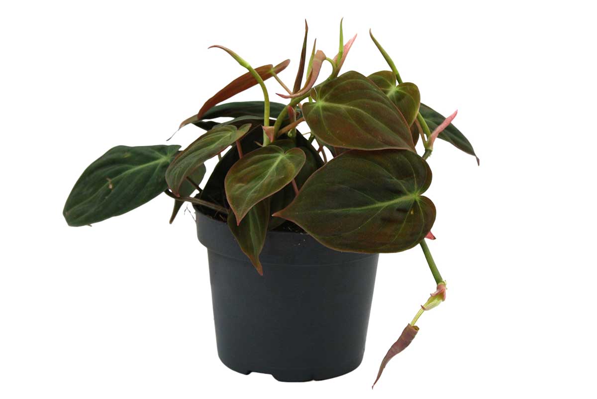 Philodendron 'micans' 12cm